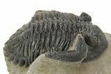 Detailed Hollardops Trilobite - Foum Zguid, Morocco #363169-1
